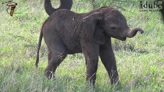 Floppy Little Elephant Calf