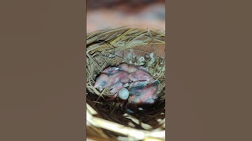 java breeding progress #java#javasparrow #