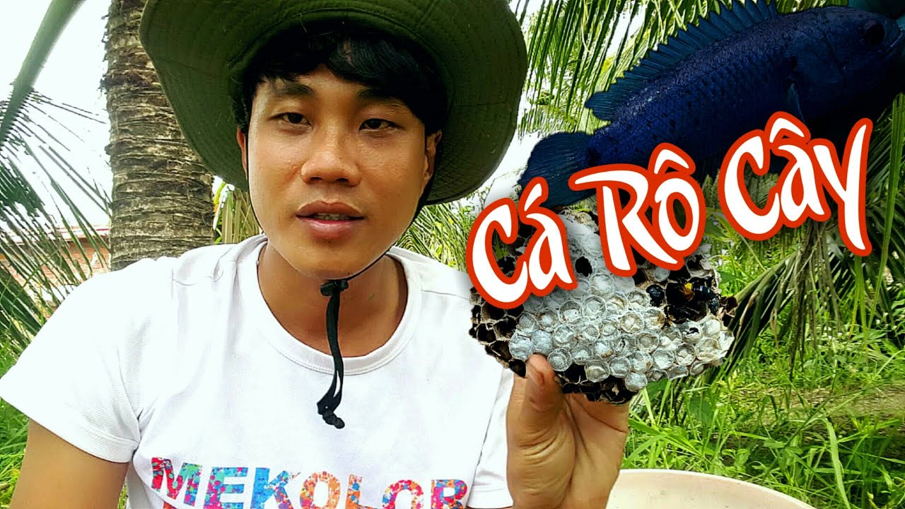Câu Cá Rô Cây Bằng Mồi Ong Vò Vẽ & Kết Quả Bất Ngờ | Hoàng Linh Miền ...