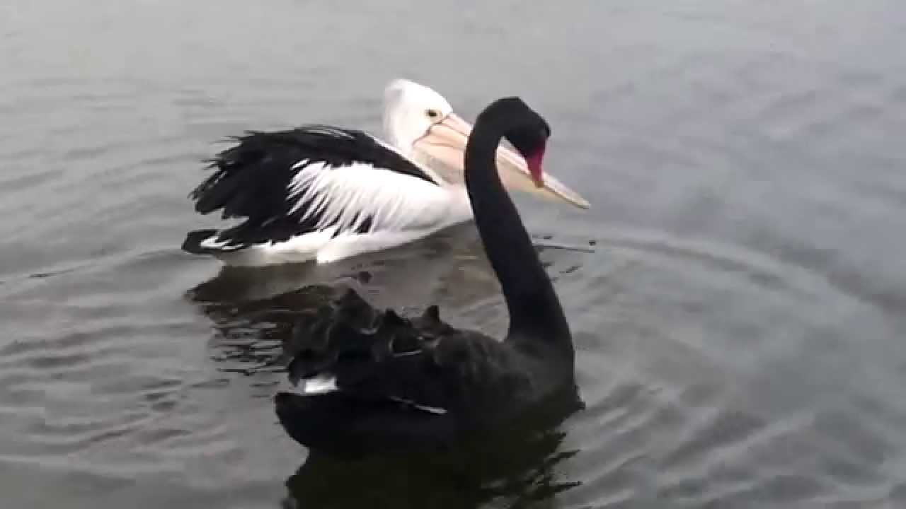 Pelican vs Swan HD