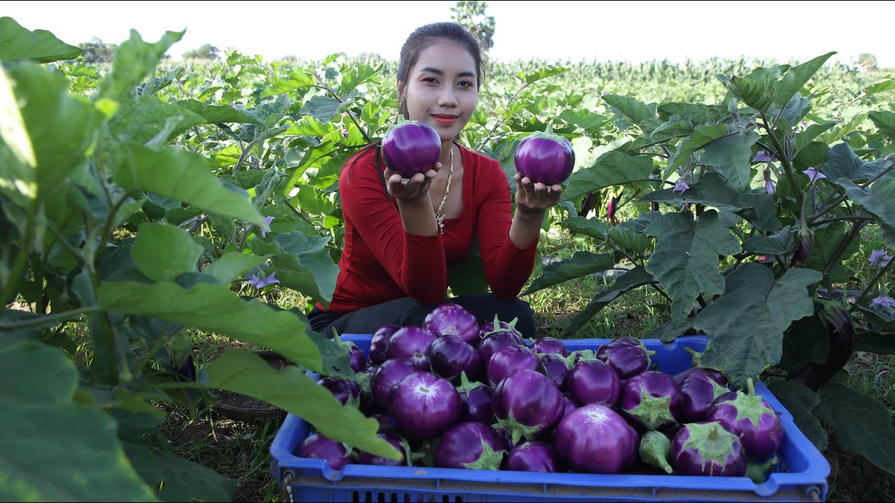Harvest eggplants in my homeland - Healthy food - YouTube