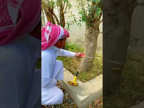 شجرة الزيتون خالد الشريف