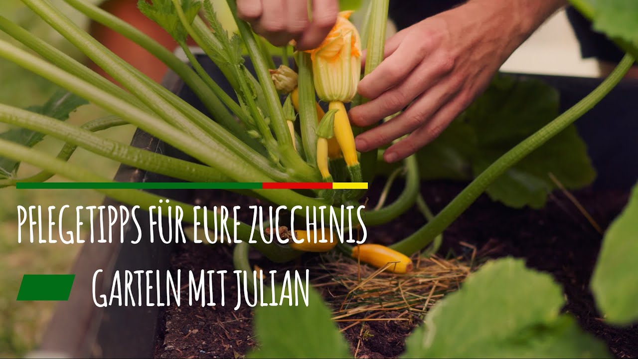 Pflegetipps für eure Zucchinis einfach erklärt! 👨🏻‍🌾
