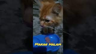 My Cat Makan Malam