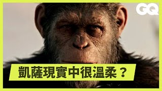 你知道《猩球崛起》的猩猩都是真人演出嗎？從電影看人猿進化史 Every Ape in Planet of the Apes Explained｜科普長知識｜GQ Taiwan