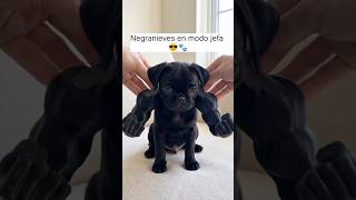 Negranieves en modo jefa 😎🐾
