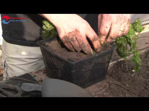 Video: Vijverplanten - Acht prachtige planten voor tuinvijvers