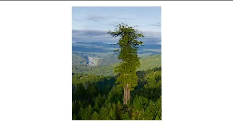 Quel est le plus haut séquoia du monde ?