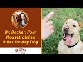 Dr. Becker: Four Housetraining Rules for Any Dog