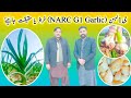 Narc g1 garlic booking  farming information apna mundhikhail