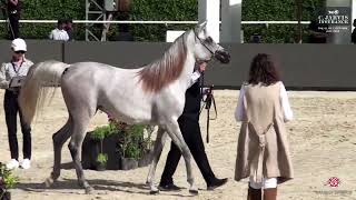 N 6 DEFAF SISO   The Elite Egyptian AHC 2024   Yearling Fillies section A Class 1A