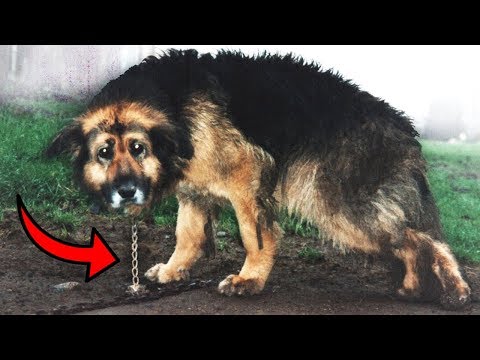 Videó: 8 Soggy Doggies felszívja a tavaszi esőt