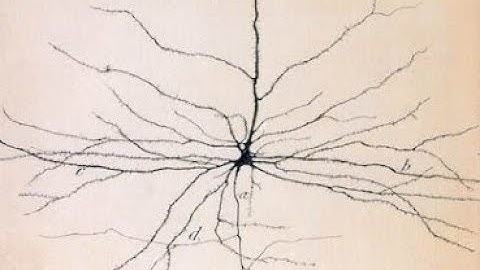 W. Bialek - Towards a renormalization group for networks of neurons