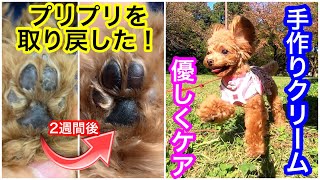 犬の手作り肉球クリーム たった3つの材料でカンタンで乾燥対策