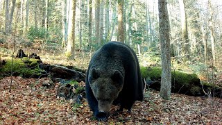 Obrovský medveď, krívajúci vlk, sova dlhochvostá- fotopasca (trailcam) Browning hp5. Poloniny
