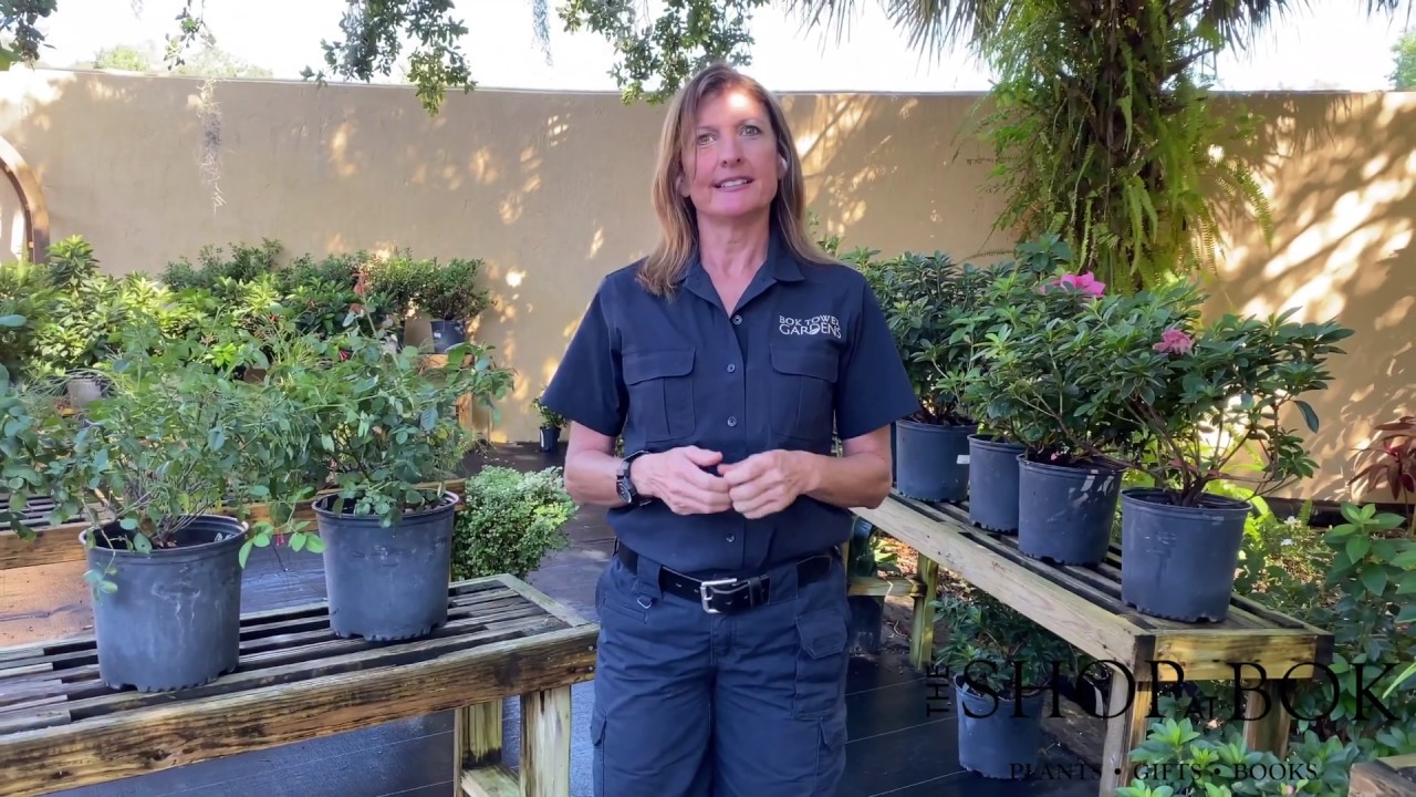 The Shop at Bok Plant Shop