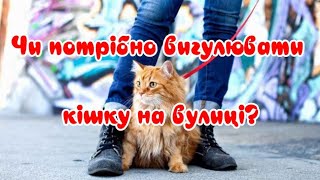 Do you need to walk the cat outside? by Жива Планета 388 views 2 weeks ago 4 minutes, 32 seconds