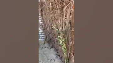 اخطر رجل بتاع مخدرات مغلب الحكومه 