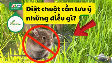 Diệt chuột cần lưu ý những điều gì? | Nông dân hội nhập | PTQ