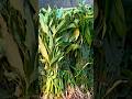 Green Vegetables Nahi Mil Rahi? Nutrition Kaise Complete Karein? | Food Awareness #greenvegetables