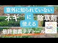 意外に知られていないネギに使える除草剤と最終奥義テデトール!
