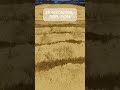creating a Minecraft oak log texture #minecraft #substance3d #minecrafttexturepacks