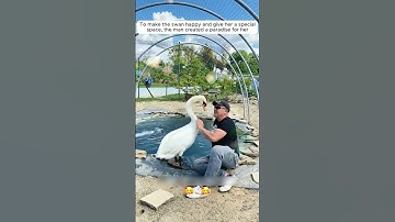 This kind man rescued a swan stuck in a fence
