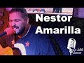 Nestor amarilla  amelia