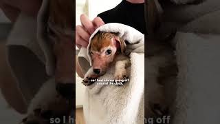 THE STORY TELLS IT ALL.PLEASE ADOPT DON'T SHOP #canada #rescue