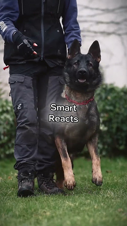 5 Dogs Born to Serve Humans | Ultimate Protection Dogs