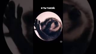 И настроение сразу: ту ту ту ту най кис ю🔥