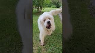 Dirty Great Pyrenees will smile for food!