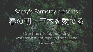 【癒しの】春の朝　巨木を愛でる　お散歩　Village walk “Giant Ficus Viren Tree Spring 2021