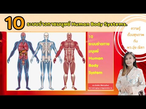 10ระบบร่างกายมนุษย์ สรุปเข้าใจง่าย ฟังแล้วเล่าต่อได้เลย