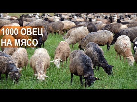 1000 овец на мясо. Фермер Андрей Степаненко. Бизнес в овцеводстве