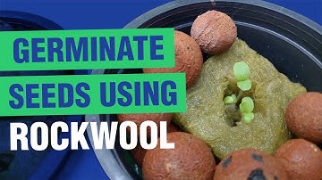 HOW TO GERMINATE SEEDS USING ROCKWOOL | HYDROPONICS