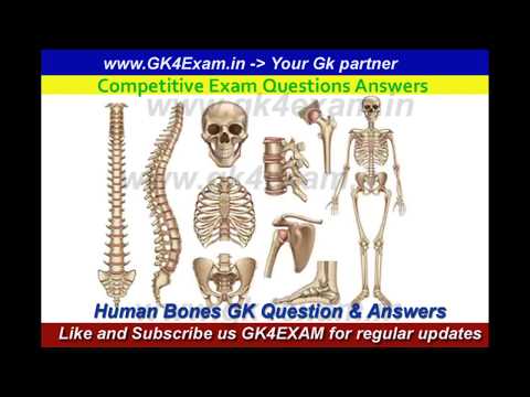 human-bones-gk--human-bones-question-answer---human-skeleton-functions-quiz---mcq-quiz