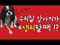 우리집 강아지가 생리를 해요! 강아지 생리 증상? 강아지 산책! 진드기 방지! 아이와 강아지 함께 키우기. 미묘티비
