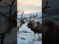 This Is A Reindeer Vs Musk Ox Fight In Jungle Reindeer Muskox Fight Ai Viral Shorts 