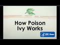 How poison ivy works