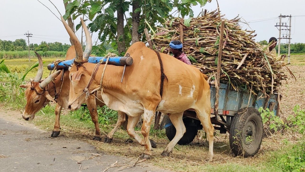new Young's Bullock Cart Heavy mud stuck in heavy load Sugarcane // Indian's buffalo stuck