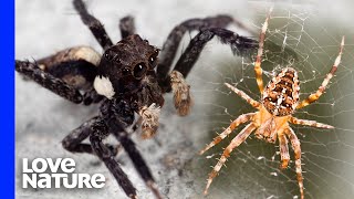 A Portia Jumping Spider Is A Spider’s Worst Nightmare