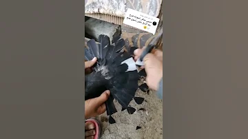 شلون تقرمز ذيل الطير اشتركو بقناتي 