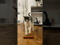 "Would your cat bring you a gift like this? 😭❤️👇"