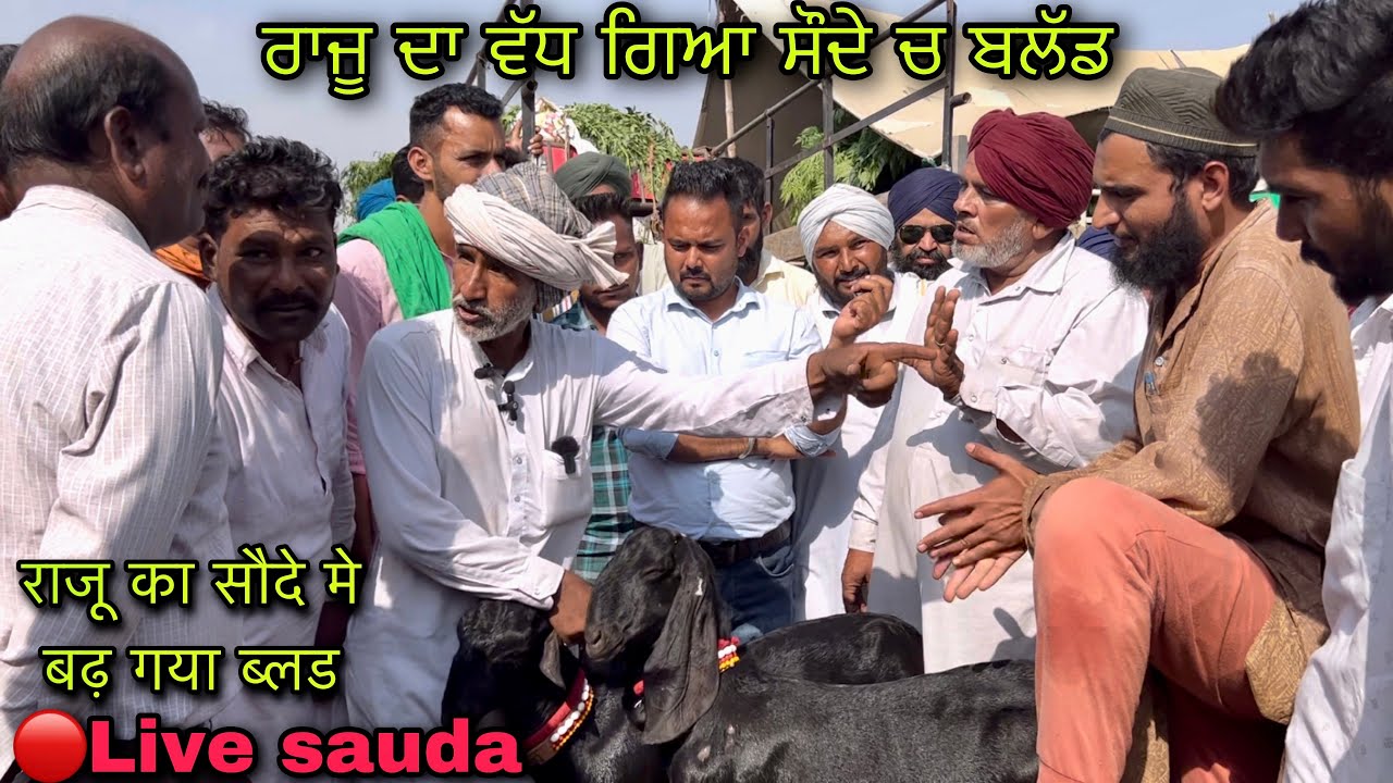 ਰਾਜੂ ਦਾ ਵੱਧ ਗਿਆ ਸੌਦੇ ਚ ਬਲੱਡ #live_sauda tungwali bakri bazar goat farming @Farmingbabapunjab mandi