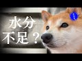 柴犬、春の健康診断へ|気管虚脱のその後と水分管理の話【豆柴ころた】