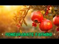 Pomegranate farming business plan  how to grow pomegranate step by step  pomegranate cultivation