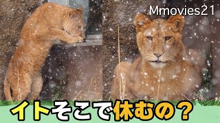 【雪のライオン】イトが落ち着く場所に思わずホロリ❄クレイは玩具と駆け上がる〜円山動物園で一般公開に向け訓練中〜Snow Lions Clay & Ito at Maruyama zoo