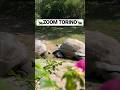 🐢Tartaruga ZOOM TORINO #turtle #tartaruga #zoomtorino #freeanimals #animalpark #viralshorts #shorts