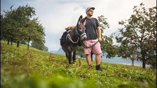 Zwei Esel im Aargau